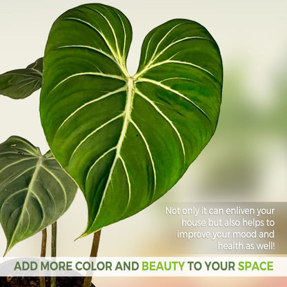LEAL PLANTS ECUADOR Philodendron Gloriosum Zebra (Pack of 2)| Exotic Live Green Houseplant with Striking Foliage |Low Maintenance Air Purifying Elephant Ear Plant