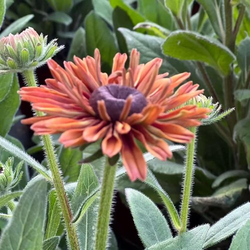 Black Eyed Susan Seeds - Heirloom Rudbeckia for Vibrant Autumn Gardens | 500 Non-GMO Seeds