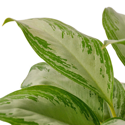 3 Pack Chinese Evergreen 'Silver Bay' in 6in Pot - Live Plants Tropical Houseplants | Variegated | USA Growers | The Snobby Leaf