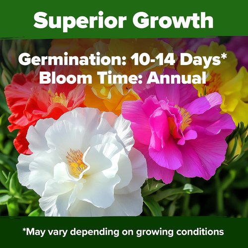 Home Grown Moss Rose Seeds - 23,500+ Heirloom Portulaca Seeds for Low-Maintenance Gardens | Bulk Pack for Ground Cover