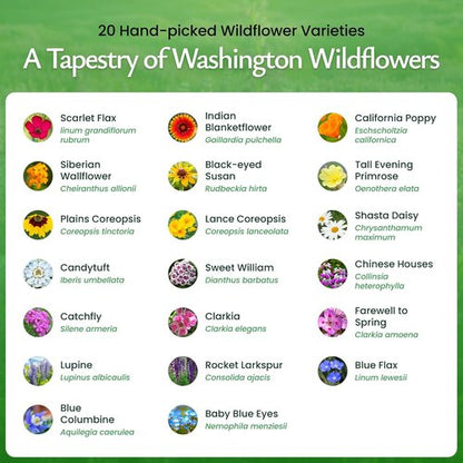 Created By Nature Wildflower Seed Mix - 20 Flower Varieties | 60,000+ Seeds for Vibrant Gardens