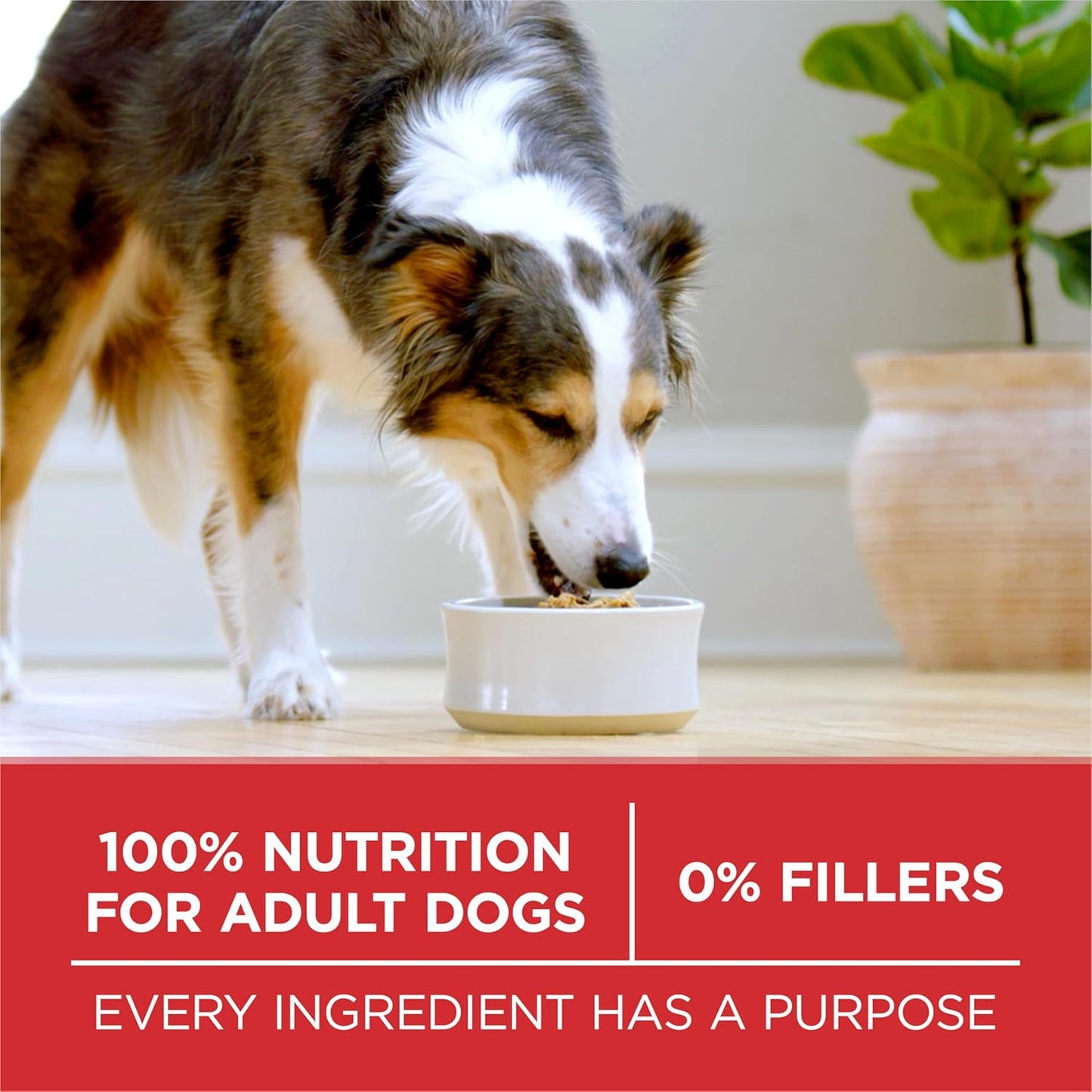 Purina ONE Dry Dog Food - Lamb & Rice Formula for Healthy Skin & Coat | 31.1 lb Bag