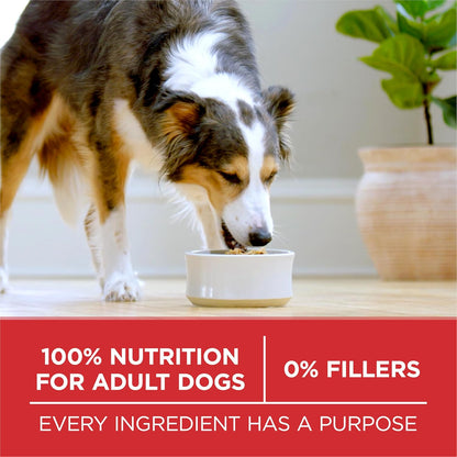 Purina ONE Dry Dog Food - Lamb & Rice Formula for Healthy Skin & Coat | 31.1 lb Bag