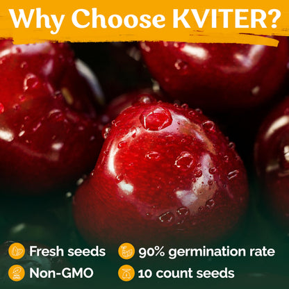 KVITER 10 Red Montmorency Sour Cherry Tree Seeds (Prunus cerasus) - Montmorency Tart Cherry Heirloom Seed - Organic Fruit Seeds, Perfect for Fruit Tree Gardens & Orchards