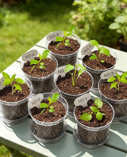 homenote 3/4/5/6 Inch Clear Nursery Pots 20 Pack with Drainage and Plant Saucers, Variety Pack Rigid High-Transparency Plastic Nursery Pots for Plants, Planter Nursery Pots with 10 Labels