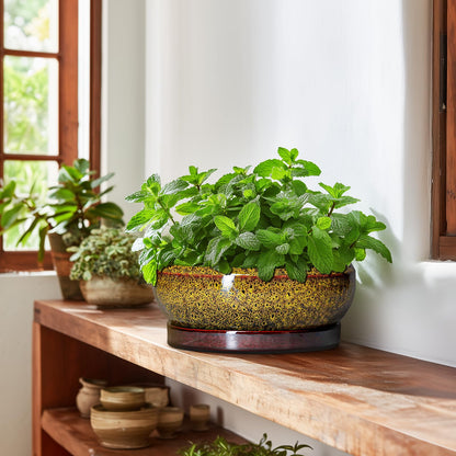 EPFamily Bonsai Pots Ceramic - 10 Inch Succulent Planters Indoor Outdoor, Shallow Planter with Drainage Hole and Saucer, Round Planter Bowl, Succulent Pots, House Decor, Gifts for Plant Lover, Yellow