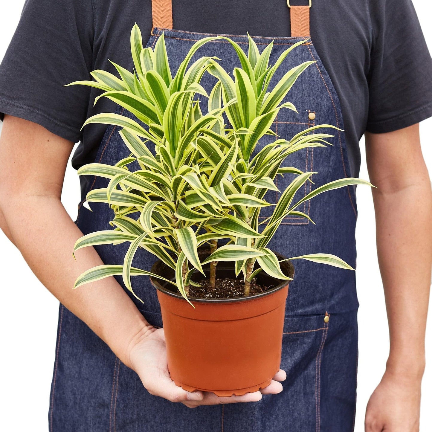 Dracaena 'Song of India' | Live Plant for Indoor & Outdoor | for Living Room, Office, Bathroom | (4" Pot)
