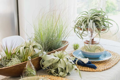 Air Plant Shop 5 Pack Mayan Collection of Tillandsia Air Plants - Wholesale and Bulk - Succulents - Live Tillandsia - Easy Care Indoor and Outdoor House Plants