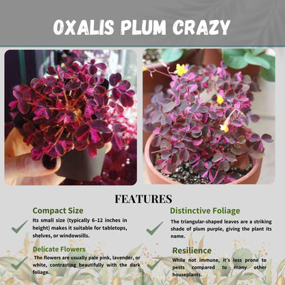 Oxalis Plum Crazy Live Plant in 4-Inch Pot - Unique Purple & Green Triangular Foliage, Easy Care Indoor/Outdoor Plant for Home Décor, Garden, and Gift Giving (Heat Pack Included)
