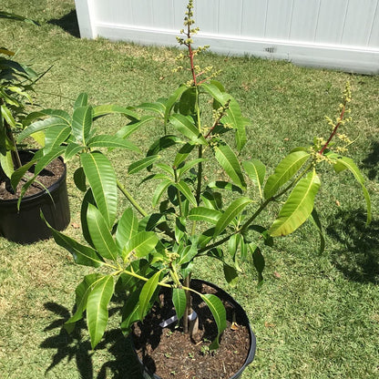 Mango Tree - Live Fruit Tree in a 3 Gallon Pot - Mangifera Indica 'Coconut Cream' - Tropical Edible Fruit Bearing Tree