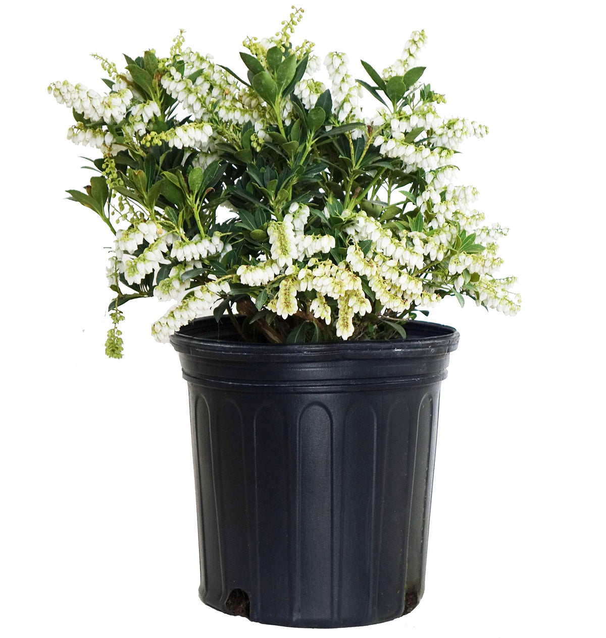 Pieris jap. 'Cavatine' (Cavatine Dwarf Andromeda) Evergreen, #2 - Size Container