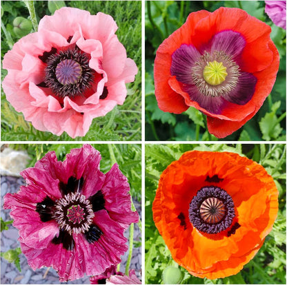 Regine Switzerland 5000+ Mixed Poppy Flower Seeds - Colorful Heirloom Wildflowers for Planting