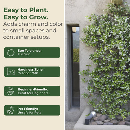2.5 qt. Jasmine Confederate Flowering Shrub with White Flowers - Easy to Grow & Adaptable Live Shrubs for Slopes, Borders, Retaining Walls - 10 to 15 Tall and 3 to 6 Wide Confederate Jasmine Plant
