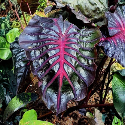 Elephant Ear Plants, Rare Colocasia Plant Live, Perennial Esculenta Taro Alocasia 4-8 Inch Tall, Indoor Outdoor Garden (Variegated Black)