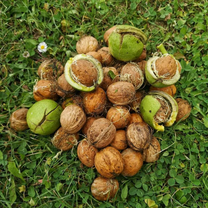 Walnut Tree Live Plant 1-3 Feet Tall, Fast-Growing Nut Tree for Home Gardens, Landscaping Growing