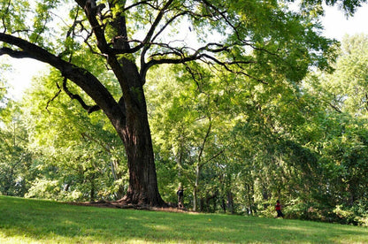 Live Plant - Black Walnut Tree - 18-24" Tall Live Plant - Bareroot Seedling - Juglans nigra