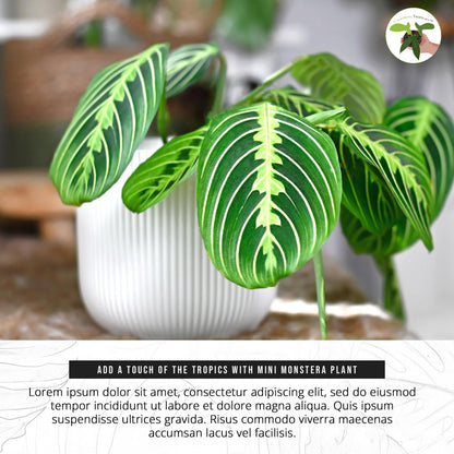California Tropicals Lemon Lime Prayer Plant - Maranta - Rare Variety Live House Plant - Tropical Decor - Unique Real Plants Interior Garden Outdoors Supplies - Small Pot - 4 Inch Potting Decor