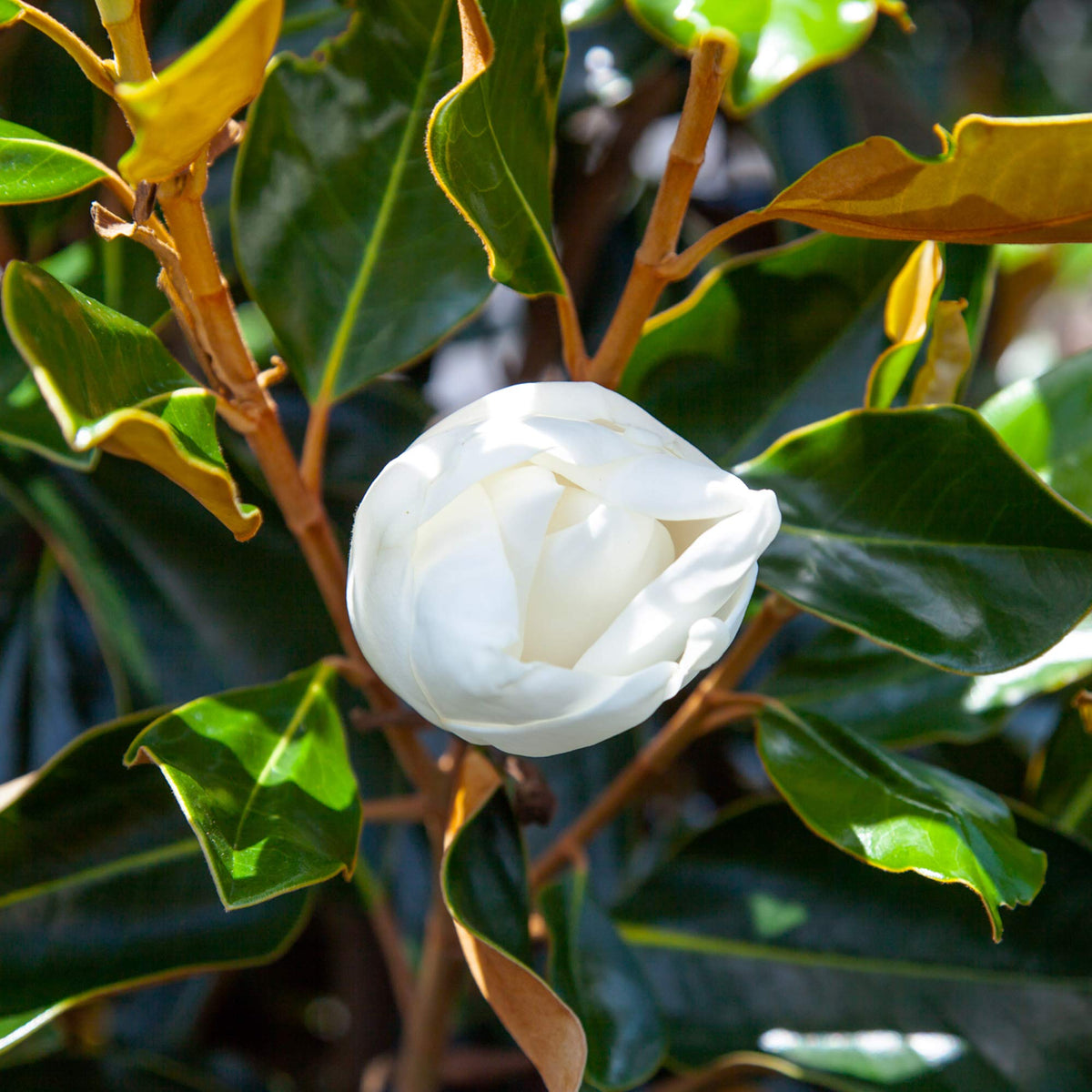 PERFECT PLANTS Bracken's Brown Magnolia Live Plant, 1-2', Includes Care Guide