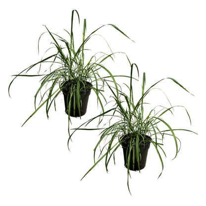 Live Healthy Lemongrass (2 Plants Per Pack) - Wards Off Pests - Natural Mosquito Repellant - Healthy and Fragrant - 10" Tall by 5" Wide in 1.5 Quart Pot