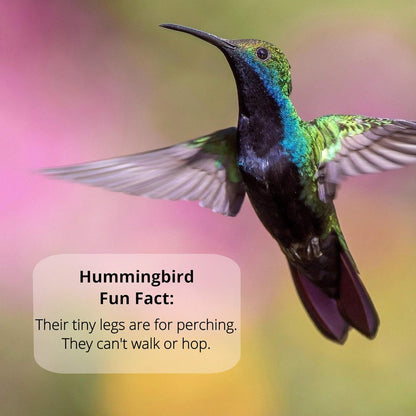 Sapphire Labs Hummingbird Nectar - Naturally Fresh Powder with Nectar Defender | Makes 96 oz Clear Nectar