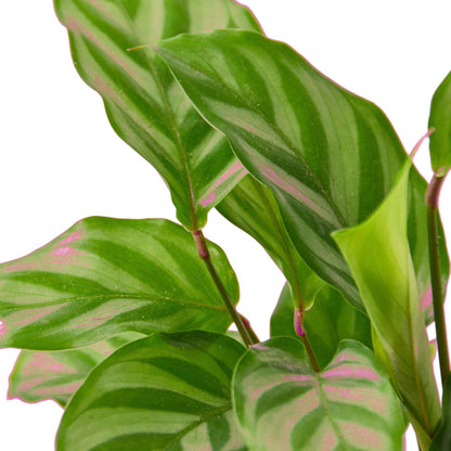 6 Pack Calathea Concinna 'Freddie' in 6in Pot - Live Tropical Houseplant - Easy to Grow | Air Purifying | Pet Friendly | Variegated | USA Growers | The Snobby Leaf
