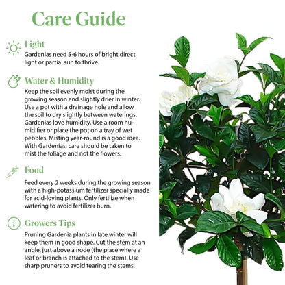 American Plant Exchange Gardenia Tree – Live Evergreen in Large 8-Inch Pot, Fragrant White Blooms, Easy-Care Indoor & Outdoor Flowering Tree for Home, Patio & Garden Décor