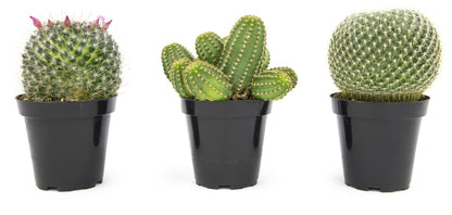 Altman Plants, Assorted Cactus Plants Live Plants (3PK), Cactus Plant Live Succulents Plants Live Cactus Decor, Indoor Plants Live House Plants in Cactus Soil, Live Cacti Plants Live Succulent Plants