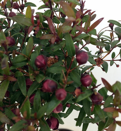 Biblical Myrtle Herb Plant - Myrtus - Ancient Herb - 4.5" Pot - Topiary