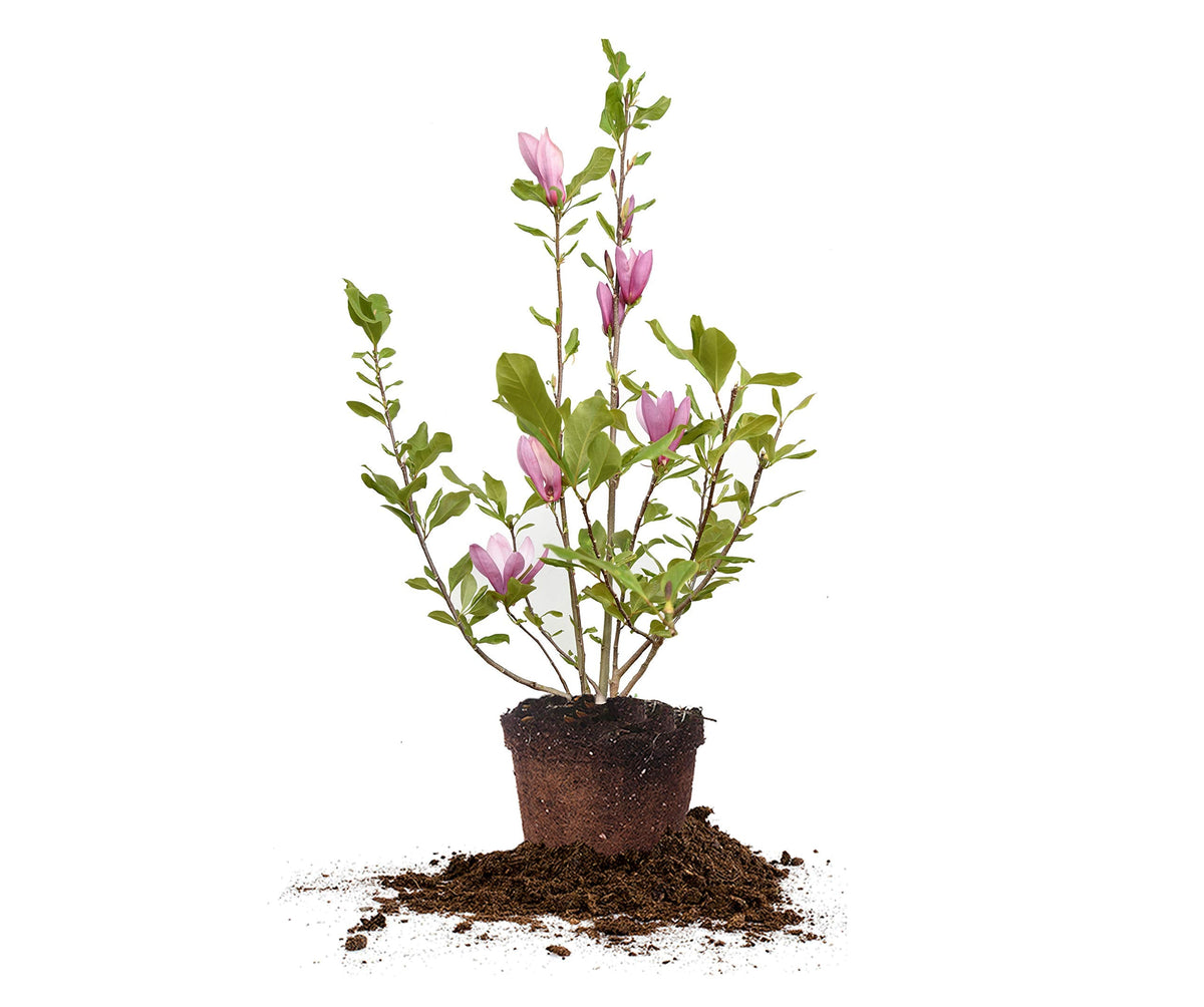 Perfect Plants Jane Magnolia Live Plant, 3 Gallon, Includes Care Guide