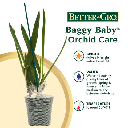Better-Gro Easy-Growing Brassavola Hybrid, Procatavola Key Lime Stars, 4" Live Plant, Blooms in 6-12 Months with Proper Care, White and Green Star-Shaped Bloom, Fragrant, Selected by Master Growers