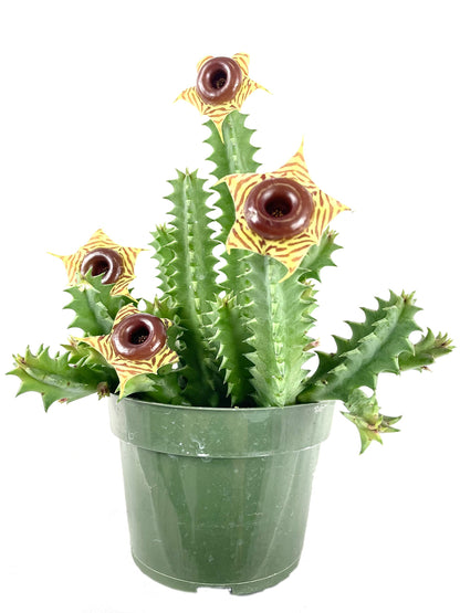 Lifesaver Cactus - Live Plant in a 4 Inch Pot - Huernia Zebrina - Rare Flowering Indoor Cactus with Red Star Bloom – Exotic, Easy-Care Houseplant for Shelf, Desk, or Windowsill