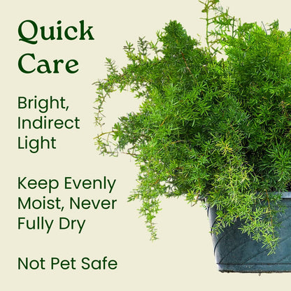 Sprengeri Asparagus Fern Hanging Basket 10" – Live Plant with Lush Green Foliage – Air-Purifying, Easy-Care Houseplant for Indoor & Outdoor Spaces – 24" to 28" Spread – Tropical Plants of Florida