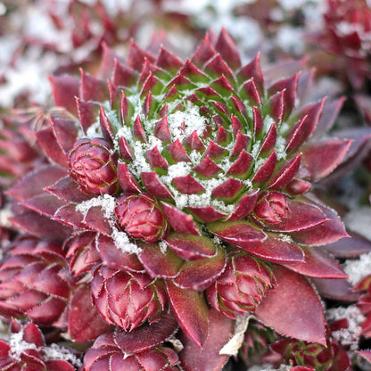 Mountain Crest Gardens Hardy Succulent Variety Pack - 12 Frost-Tolerant Live Plants, Rooted in 2 Inch Pots - Real Outdoor Succulents for Rock Gardens, Landscaping, DIY Arrangements