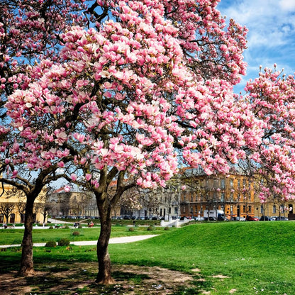 Magnolia Tree Live, Cold Hardy Jane Magnolia Live Plant, Vibrant Pink Flowering Tree for Outdoor Landscaping, 3 Gallon Pot, 2 to 3 Feet Tall, No Ship to CA