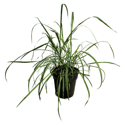 Live Healthy Lemongrass - Wards Off Pests - Natural Mosquito Repellant - 10" Tall by 5" Wide in 1.5 Quart Pot