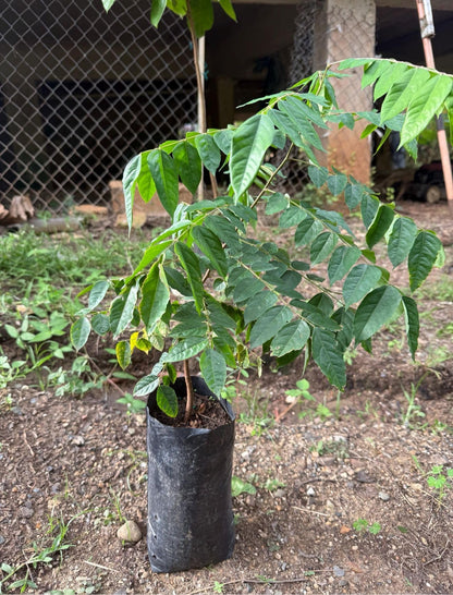 Star Fruit Tree Carambola Averrhoa Plant Seedling 10inch18inch