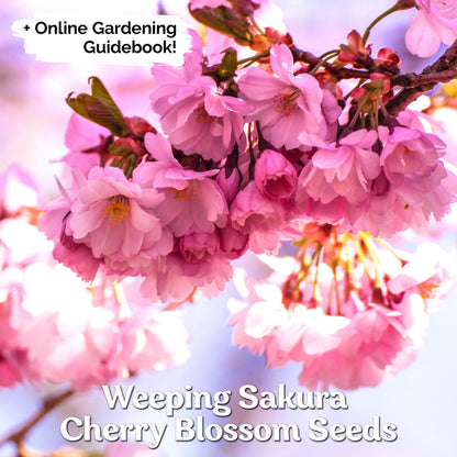 KVITER 30 Weeping Cherry Sakura Tree Seeds for Planting (Prunus Subhirtella) – Pink Japanese Cherry Blossom Tree, Higan/Rosebud/Spring Cherry Seeds – Flowering Trees for Home, Patio & Outdoor Garden