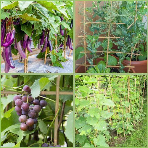 GAGINANG Bamboo Garden Stakes - 4.8FT Sturdy Natural Support for Tomatoes, Vegetables & Climbing Plants - 20 Pcs