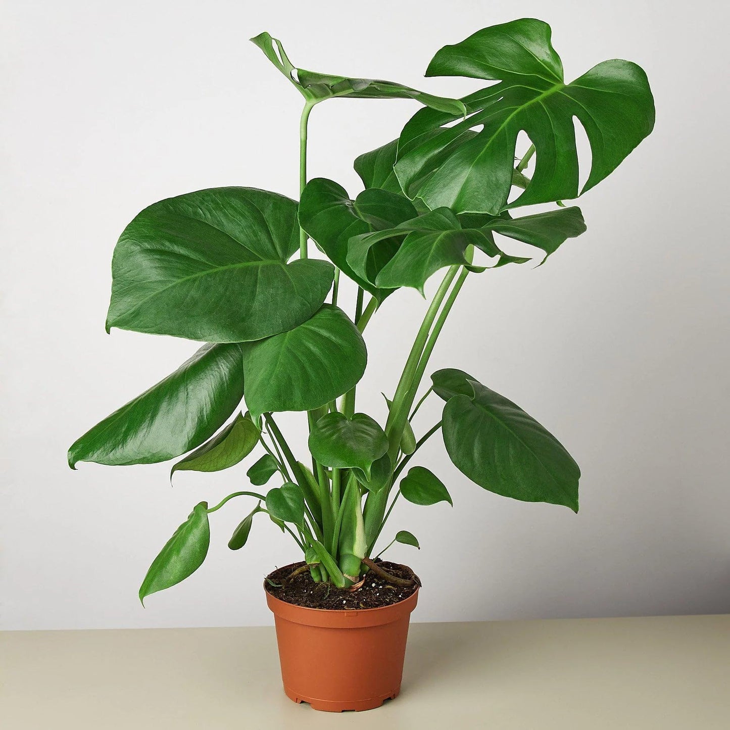 2 Pack Philodendron Monstera Split-Leaf in 6in Pot - Live Plants Tropical Houseplants | Variegated | USA Growers | The Snobby Leaf