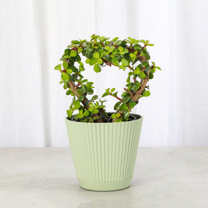 Thorsen's Greenhouse, Heart-Shaped Jade Bonsai Plant, Live Indoor Plant, Gift, Succulent Plant, 4-inch Diameter Pot (Sage)