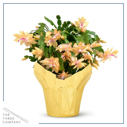Live Flowering Zygocactus - Yellow-Orange - Thanksgiving/Christmas Cactus - Seasonal Bloomer, Currently Out of Bloom - 5” Tall by 5” Wide in Deco Cover