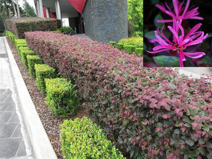 Plum Delight | 40 Live Plants | Loropetalum Chinense | Evergreen Shrub, Purple Foliage, Year-Round Color, Ornamental Shrub, Low Maintenance, Drought Tolerant, Fast Growing