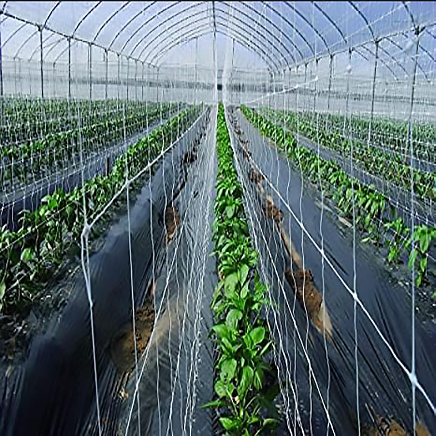 mychoiii Professional Garden Trellis Netting Bulk Roll 6.5ft x 3280ft - Heavy Duty Plant Support Net for Climbing Vegetables, 6" Mesh Scrog Netting for Grow Tent Cucumber Tomato Grape Vine Hydroponic