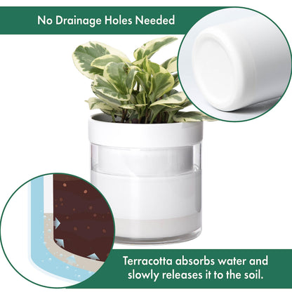 Phoenix Vine 6 Inch 4 Inch Self Watering Planter, White Terracotta Clay Pots with Glass Reservoir for Indoor Plants, Herbs, Flowers, 52-B-G-46