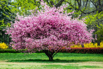 Pink Flowering Almond Trees Live Plants Shrubs Dormant in Pot, Spring Planting, 8 Months Old Flowering Plum Bushes, Ornamental and Fragrant Pink Blossoms
