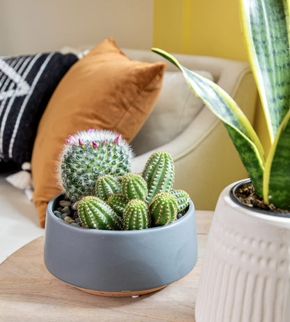 Altman Plants, Assorted Cactus Plants Live Plants (3PK), Cactus Plant Live Succulents Plants Live Cactus Decor, Indoor Plants Live House Plants in Cactus Soil, Live Cacti Plants Live Succulent Plants
