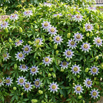 Set 2 Blue Passion Flower Plants Live, Passiflora Flower Vine 4-7'' Tall, Fragrant Climbing Plant for Garden, Patio, Containers