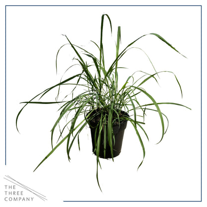 Live Healthy Lemongrass (2 Plants Per Pack) - Wards Off Pests - Natural Mosquito Repellant - Healthy and Fragrant - 10" Tall by 5" Wide in 1.5 Quart Pot