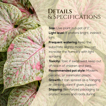Syngonium Confetti Plant (4 Pack) Rare Live Starter Plants, Variegated Arrowhead Vine Houseplants, Easy Care Indoor Tropical Plants Live, Pink Foliage Houseplants