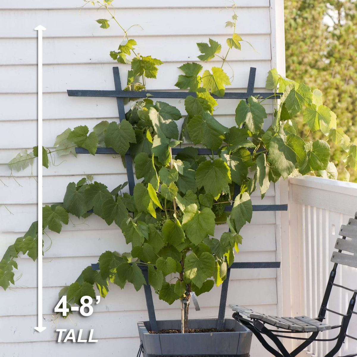 Garden State Bulb Concord Seedless Grape, Bare Root, Non-GMO, Spring Planting (Bag of 1)